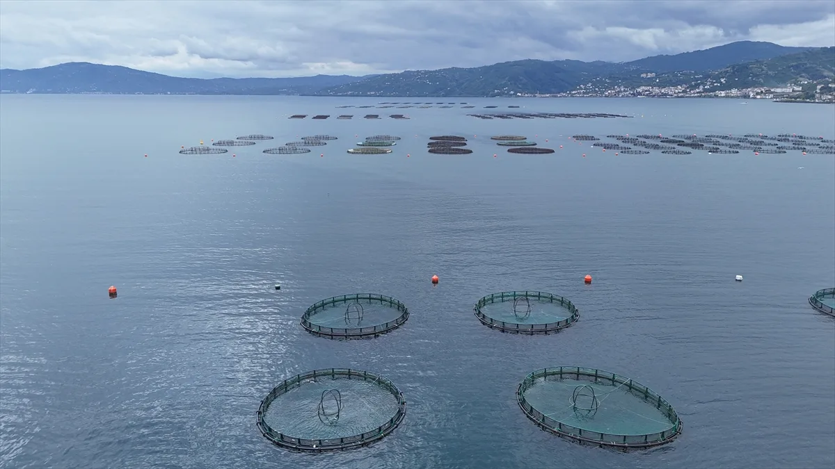 Ordu’da üretilen Türk somonundan yaklaşık 1 milyar lira katkı bekleniyor