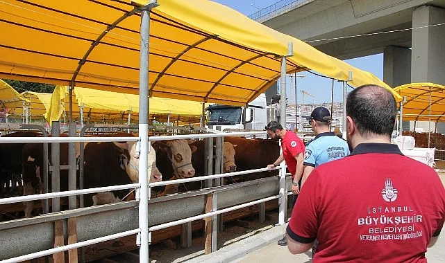 İstanbul’da Kurbanlık Denetimleri Başladı