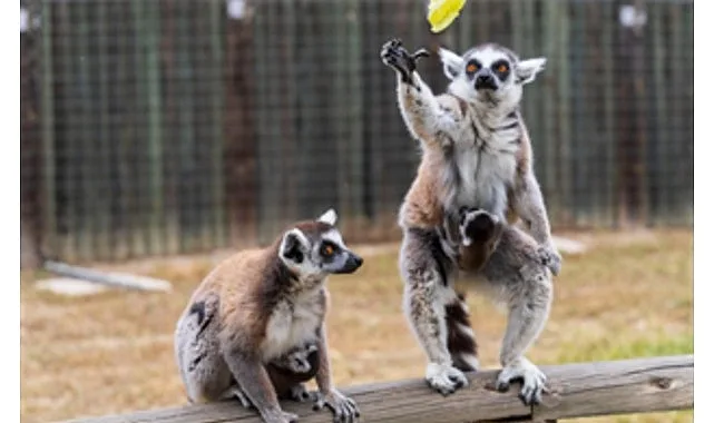 İzmir Doğal Yaşam Parkı’nda bebek heyecanı