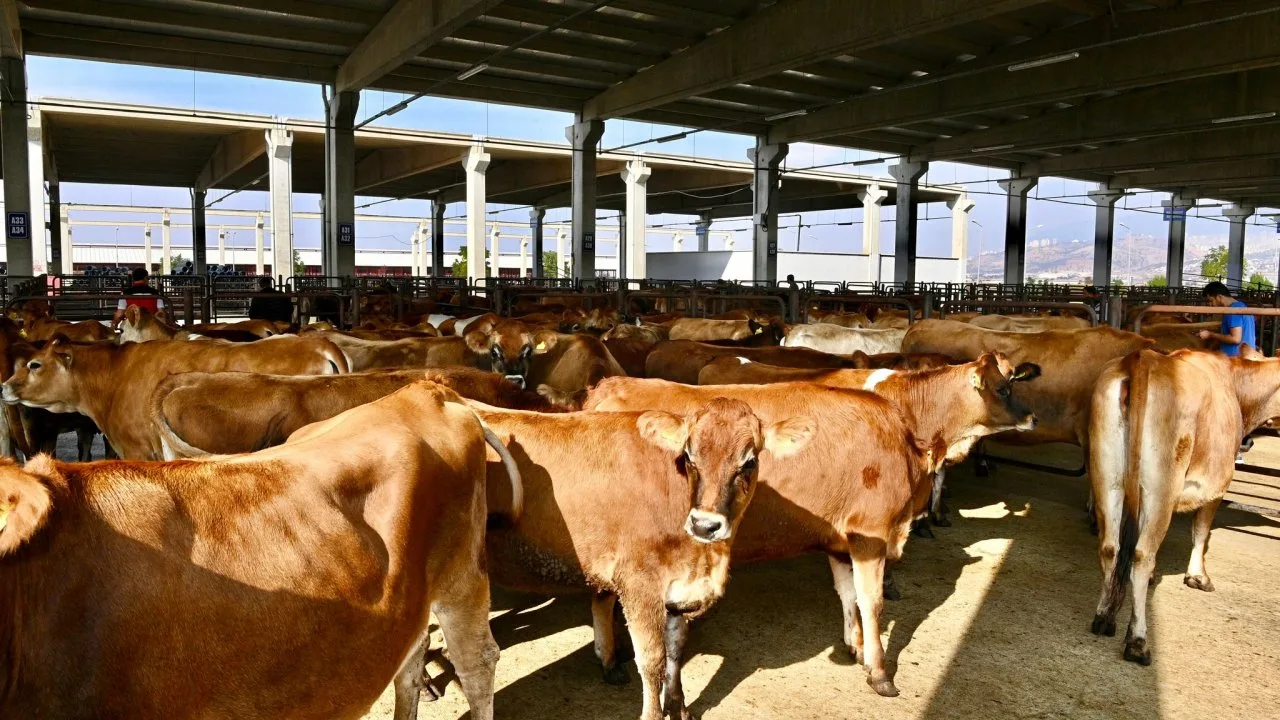 Tekirdağ’da kaçak hayvan girişine 105 bin lira ceza: 9 büyükbaş imha edildi