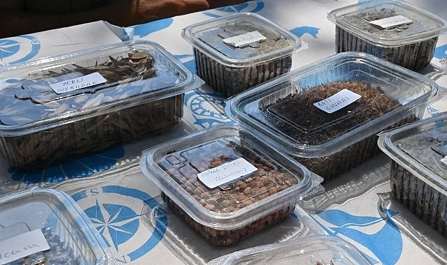 Manisa Tarzanı’nın İzinde Tohumlar Doğayla Buluşacak