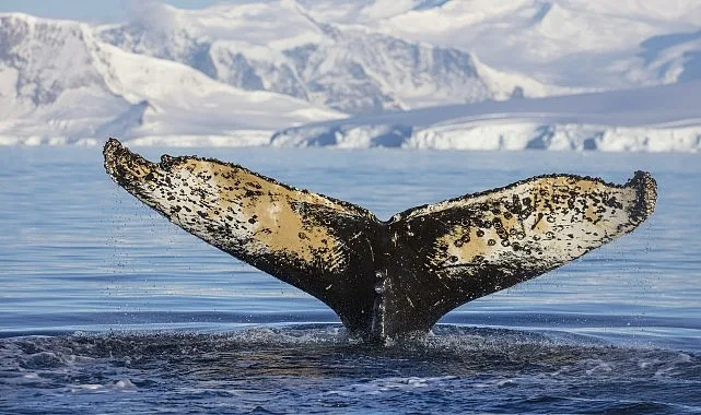 National Geographic NOW Seç-İzle Servisi Haziran Ayında ‘Dalgaların Ardında’ Teması ile İzleyicilerle Buluşuyor!