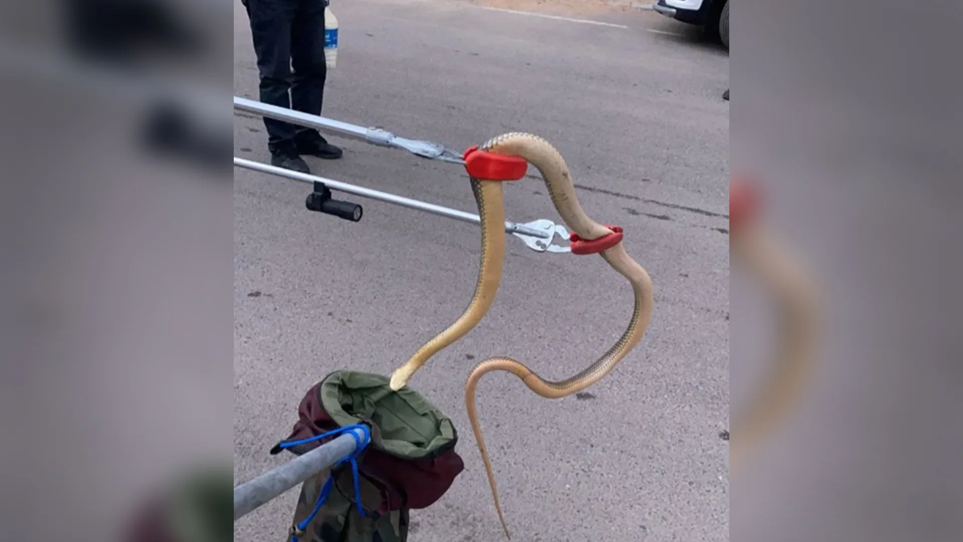 Gümüşhane’de otomobilin lastiğine giren yılanı itfaiye ekipleri çıkardı