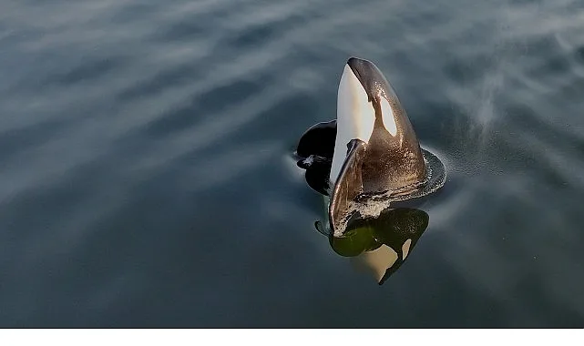 2 Bölümden Oluşan ‘Orkaların Gizemli Yaşamı’, 8 ve 15  Haziran Pazar Günleri 20.00’de National Geographic WILD Ekranlarında İzleyicilerle Buluşuyor!