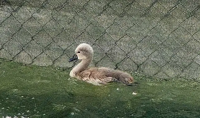 Başkent’in simgesi Kuğulu Park ‘parladı