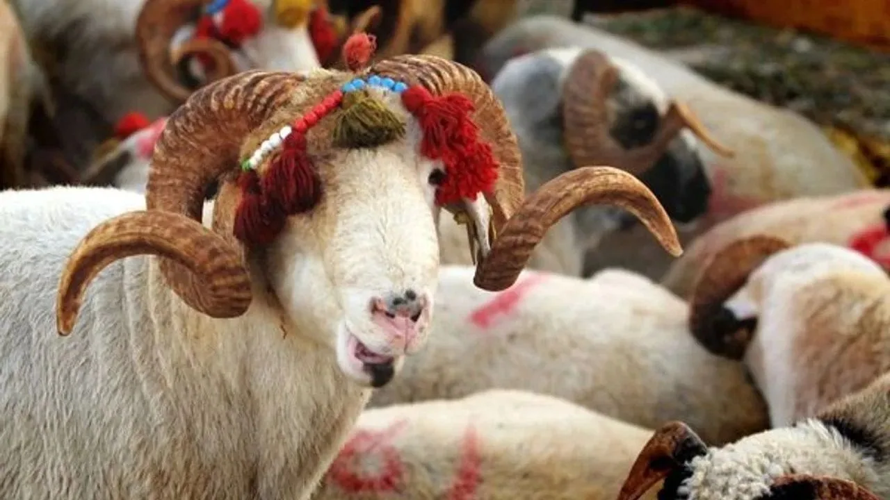 KKTC’de Kurbanlık Fiyatları Belli Oldu: Canlı Kuzu Eti 300 TL’den Satışta