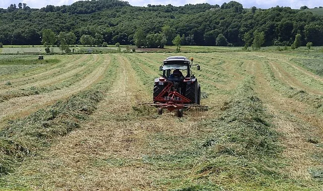 Kocaeli’nde “süt otu” hasadı başladı