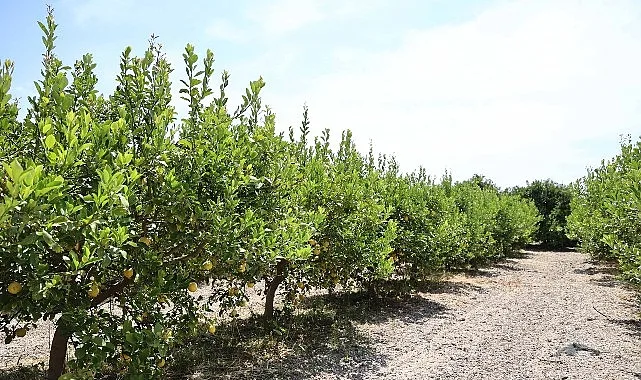 Organik atıklar toprak iyileştirici ürüne dönüştürüldü