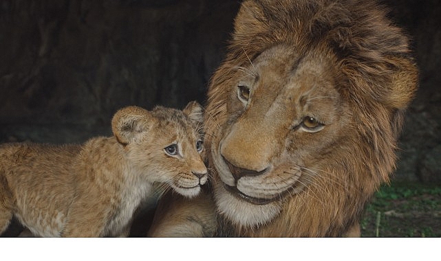 Oscar Ödüllü Barry Jenkins’in Yönetmen Koltuğunda Oturduğu Gişe Rekortmeni ‘Mufasa: Aslan Kral’, Beyazperdenin Ardından İlk Kez ve Sadece 9 Temmuz’dan İtibaren Disney+’ta!