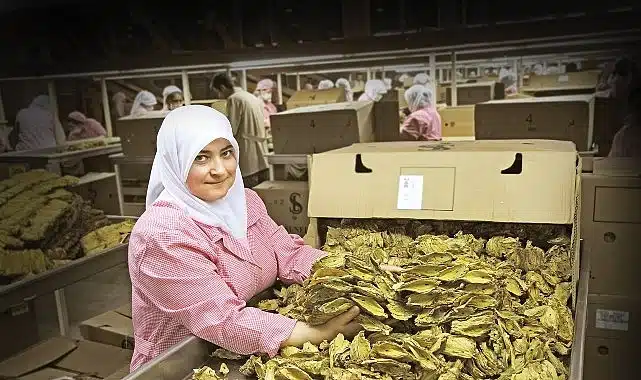 Tütün sektörü 7 yıl sonra ihracatta 1 milyar dolar sınırını aştı