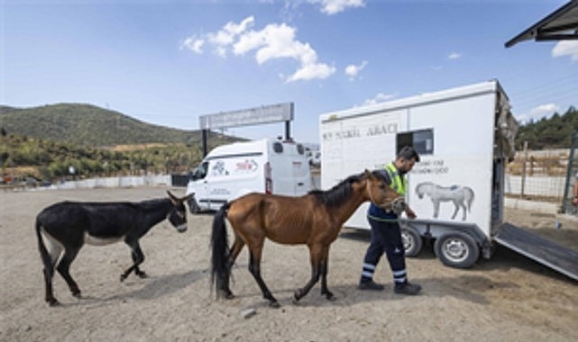 Buca’daki haralara terk edilen sahipsiz atlar Pako’da