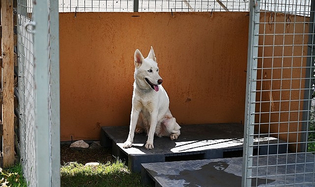 Kemer Belediyesi’nden “Can dostları” için istasyon