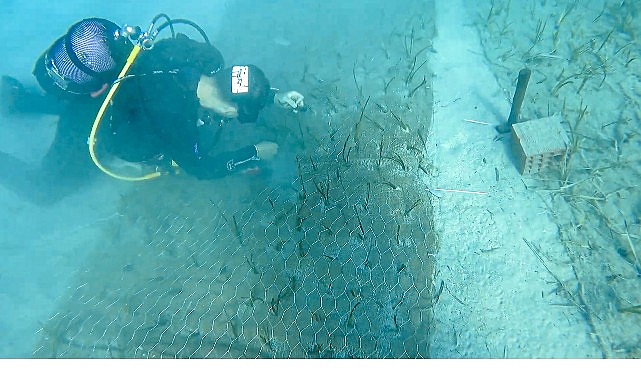 Mavi Nefes Projesi’nden Türkiye’de Bir İlk: Göcek’te 2.000 Yaşında Deniz Çayırı Keşfedildi