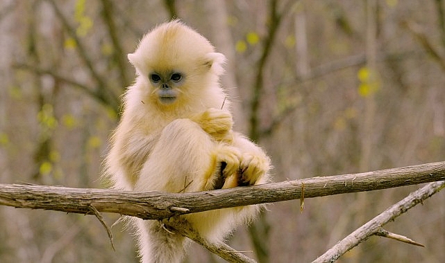 ‘Primatlar Dünyası’, 28 Eylül Pazar 21.00’de National Geographic WILD Ekranlarında!