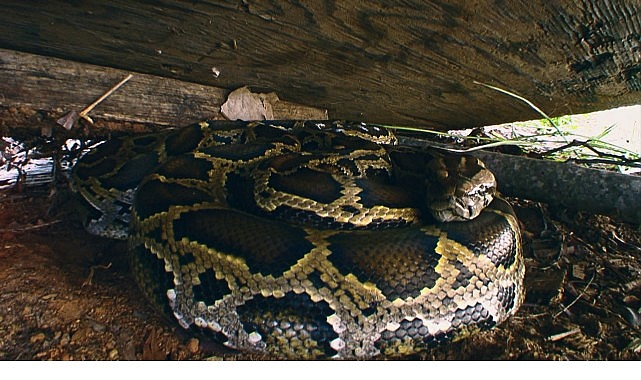 ‘Piton İstilası’, 19 Ekim Pazar 20.00’de National Geographic WILD Ekranlarında!